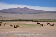 Puna argentina overlanding