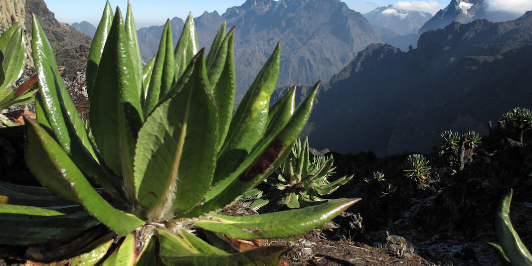 Pico Margarita en Uganda