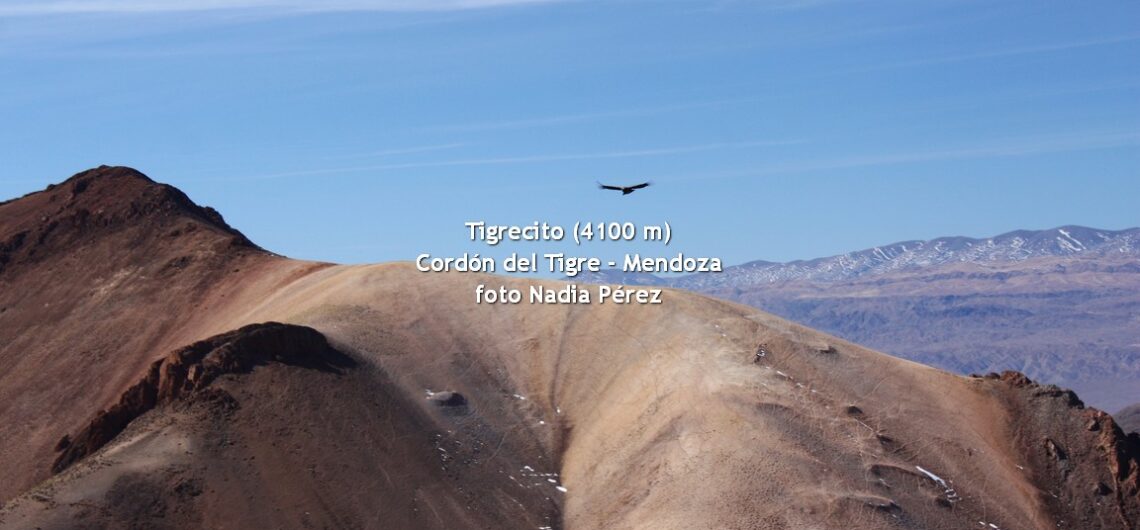 Tigrecito en febrero